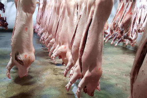 Cadavres de cochons