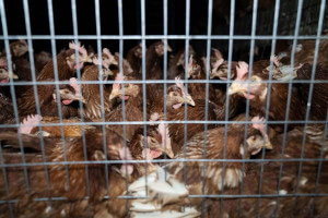 Gallinas explotadas por humanos