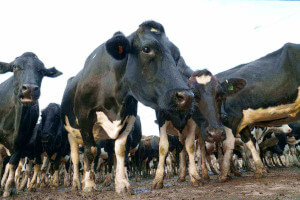 Vacas explotadas por humanos