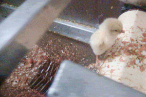 Pollitos triturados vivos en la industria del huevo