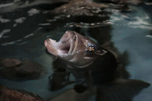 Peces explotados por humanos